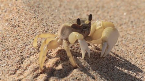 sand crabs huntington beach.